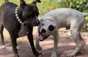 This is the Avatar Image for the Pitbull AI Voice and Text to Speech Generator
